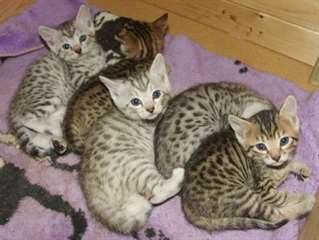 3 adorables chatons Bengal loof