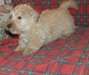 Chiots disponibles Scottish Terrier - photo 1