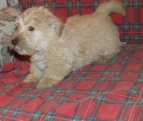 Chiots disponibles Scottish Terrier