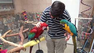 Deux Perroquets d'ara / Two Macaw Parrots