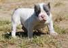 Chiots disponibles American Pit Bull Terrier - photo 1