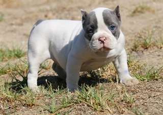 Chiots disponibles American Pit Bull Terrier