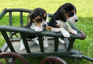 Disponibles chiots Beagle