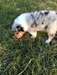 Adorables chiots Colley