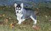 Adorables chiots Siberian Husky