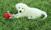 Adorables chiots anglais Golden Retrievers