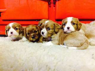 Magnifique King Charles Puppy's