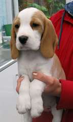 Beaux Chiots Beagle