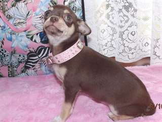 Chihuahua lisse femelle chiot pr&#234;t maintenant