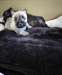 Adorables chiots Cairn Terrier disponibles - photo 1
