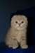 Chatons Scottish Fold a donner - photo 1