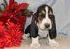 Beau Basset Hound chiots mâle et femelle disponibl