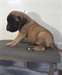 Chiots Mastiff pour adoption - photo 1