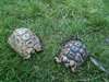 tortue de terre greaca - photo 1