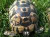 tortue de terre greaca - photo 3