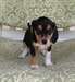 Beau Beagle chiots - photo 1