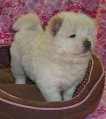 Chiots ChowChow disponible