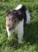 Nettoyer les chiots Fox Terrier