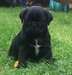 Nettoyer les chiots Pug