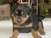 Nettoyer les chiots Rottweiler - photo 1