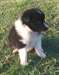 Nettoyer les chiots Shetland Sheepdog