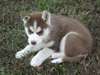 superb chiots siberien recherche dune famille