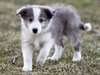 sublime pure race de chiot bordocollie