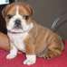 Bouledogue français femelle A DONNER