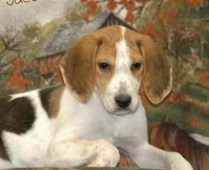 Foxhound chiots &#224; vendre
