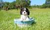 Remarquable Cavalier King Charles Puppies - photo 1