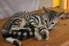 2 Chatons Toyger - photo 1