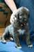 Chiots Irish Wolfhound pour adoption - photo 1