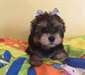 Chiots Yorkie amical - photo 1