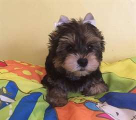 Chiots Yorkie amical