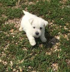 Amicale West Highland White Terrier chiots