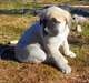 Anatolian Shepherd chiots à vendre