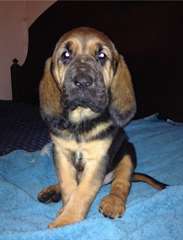 Charmant chiots Bloodhound