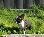 Charmant chiots Boston Terrier