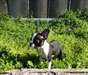 Charmant chiots Boston Terrier - photo 1