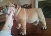 Charmant chiots Bulldog anglais