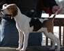 Charmant chiots Foxhound