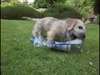 M&#226;les et femelles Dandie Dinmont Terrier chiots - photo 1