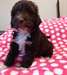 Portuguese Water Dog Puppies - photo 1