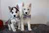 Chiots Siberian Husky enregistrés POUR RE HOME