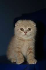 Chatons Scottish Fold a donner
