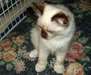 Chatons Ragdoll a donner - photo 1