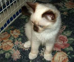 Chatons Ragdoll a donner