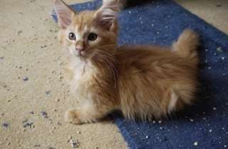 Chatons Maine Coon pour adoption