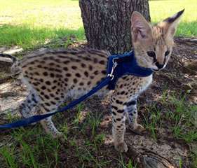 Chatons Serval