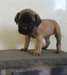 Chiots Mastiff pour adoption. - photo 1